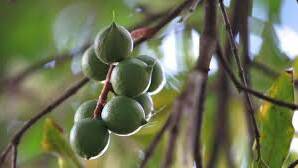 Boost for the macadamia harvest
