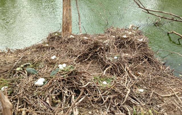 Ibis ground nests on the island at Dawkins Park, Macksville