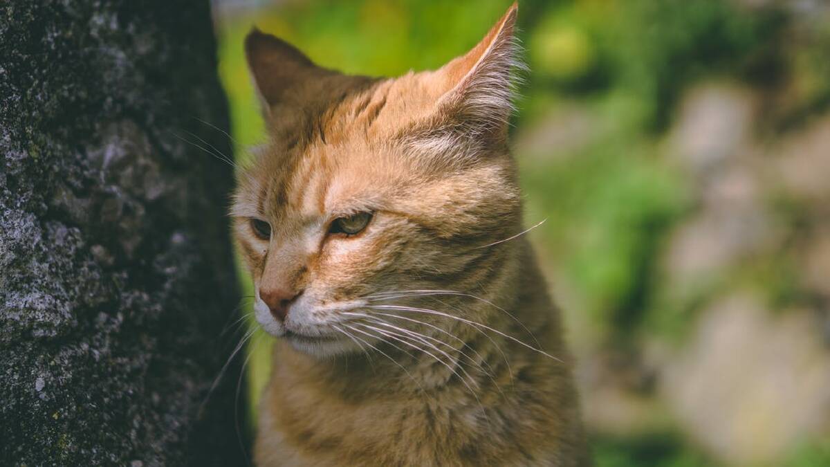 Wondering about wandering cats and the damage they do