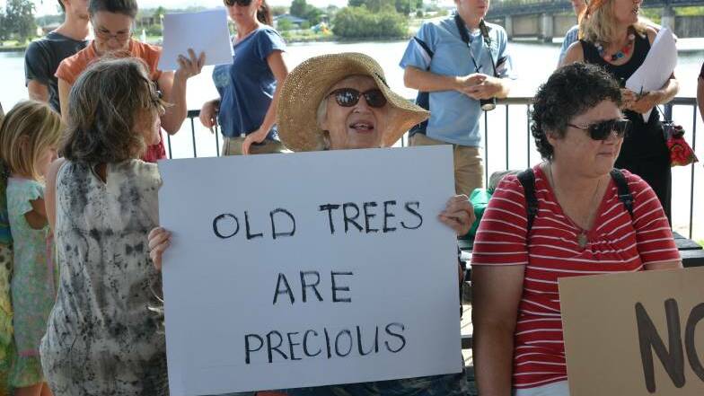 Council votes on the future of Macksville's trees