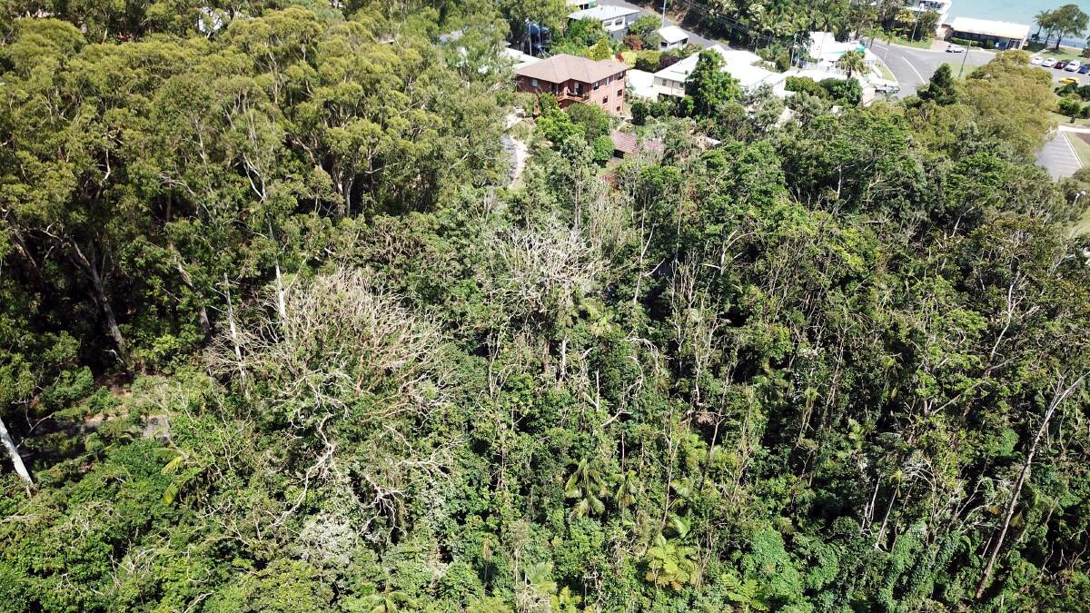 CANOPY DEFOLIATION: The extent of the colony's impact is clear from this aerial view