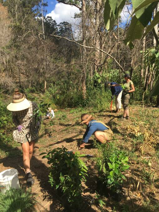 Landcare volunteers replanting in the South Arm Creek headwaters