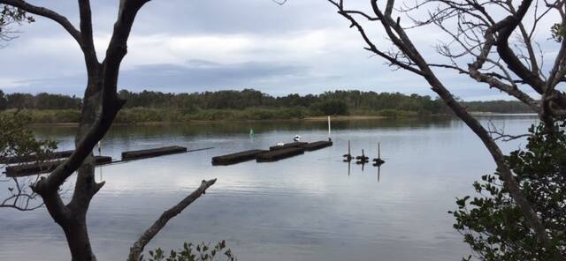 ENFORCED CALM: Nambucca River closed to oyster harvesting, again