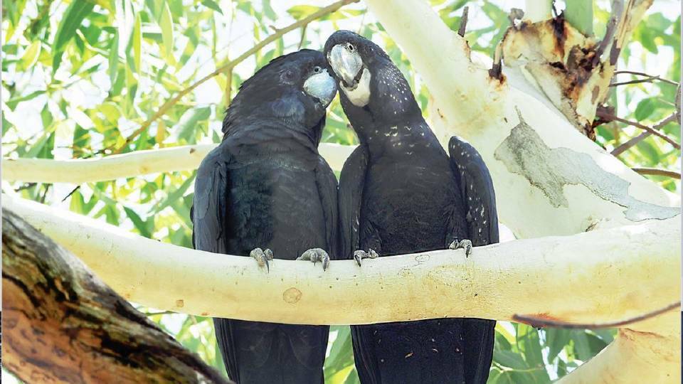 The secret love lives of our native birds