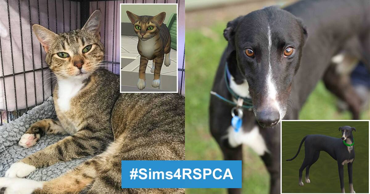 Please adopt: Meet Hector the cat at Port Macquarie, and Nigel from the Yagoona shelter in Sydney. They are both looking for forever homes. See them being recreated in The Sims 4 videos below.
