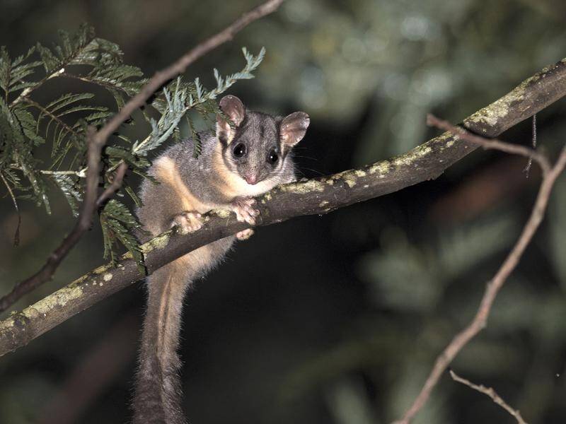 The Leadbeater's possum will remain on Australia's critically endangered species list.