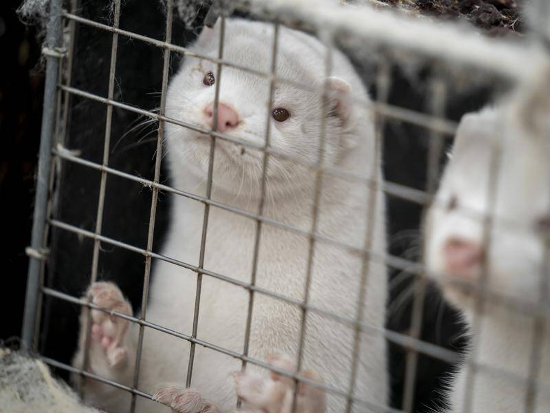 Millions of minks have been killed in Denmark after some of them became infected with COVID-19.