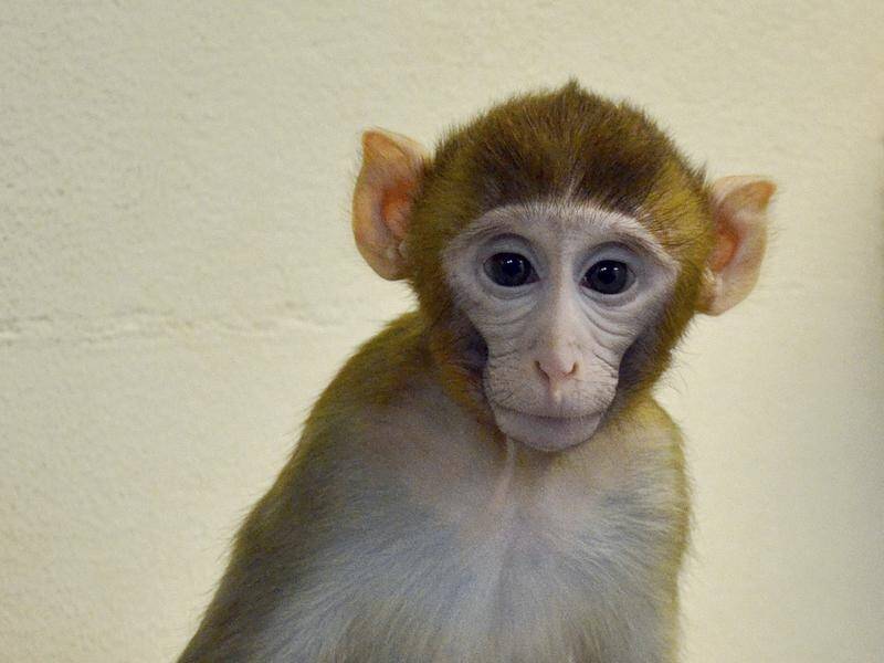 An experimental monkey birth aims to help boys under cancer treatment preserve their fertility.