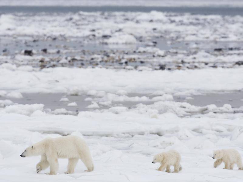 Up to 52 polar bears in a Russian Arctic territory have sparked a state of emergency by officials.