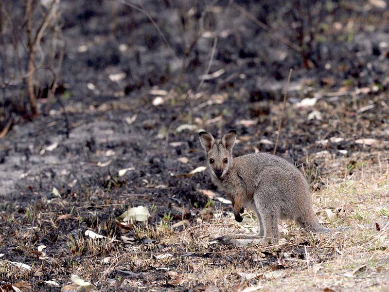 NSW bushfires decimated 90 per cent of small ground-dwelling species, but more wallabies survived.