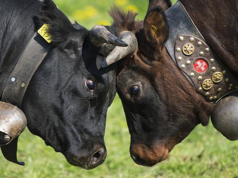 The Swiss are voting to decide whether to ban farmers from removing cow horns.