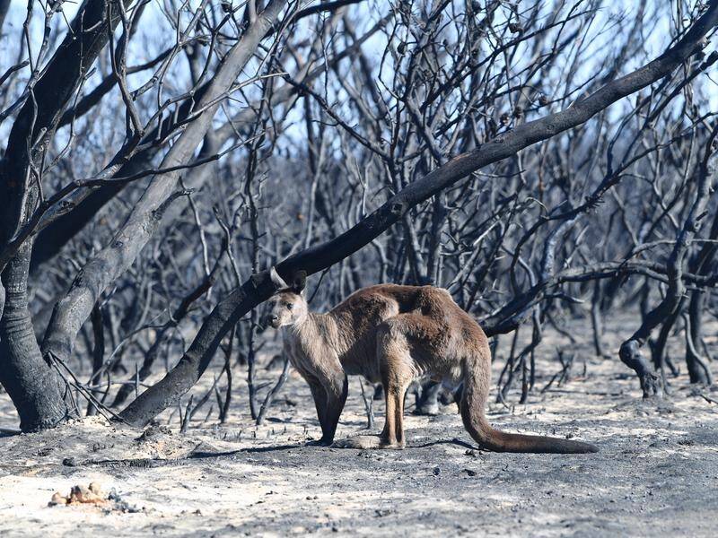 More than one billion animals died in the bushfires, a University of Sydney professor estimates.