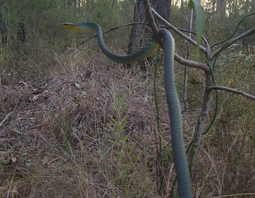 Always watch where you are walking, especially in bushland. Photo: Supplied