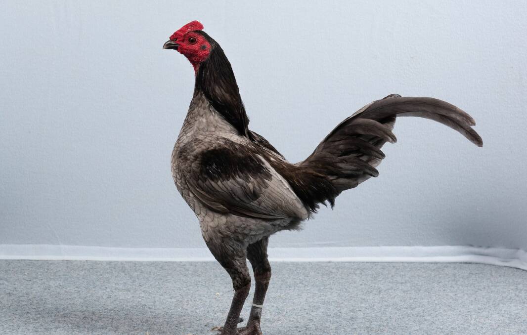 Champion Hardfeather Bantam - Australian Pit Game Cockerel by Ted Vaughan. Photo: Supplied 
