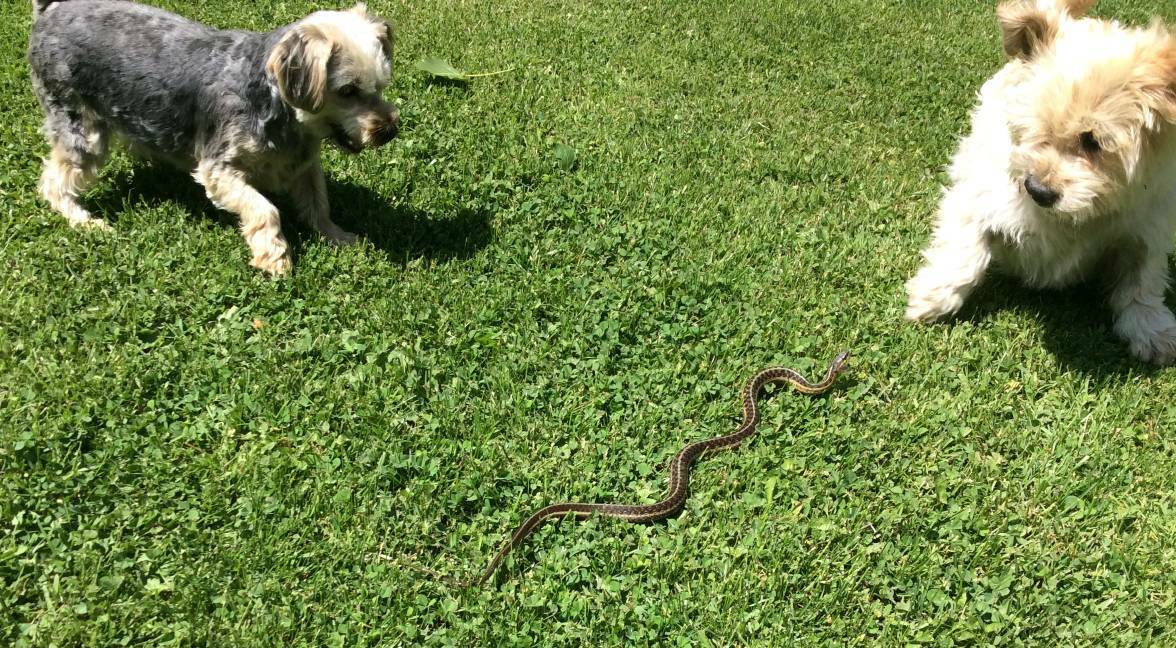 DON'T RISK IT: Dogs will often try to chase or kill snakes resulting in snake bites usually to the dog's face and legs. Photo: File