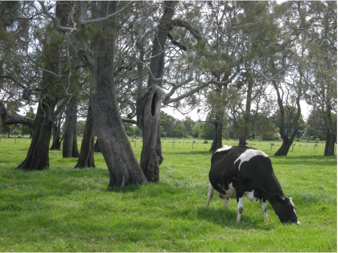Livestock should be in paddocks with adequate shade during hot conditions. Photo:Supplied. 