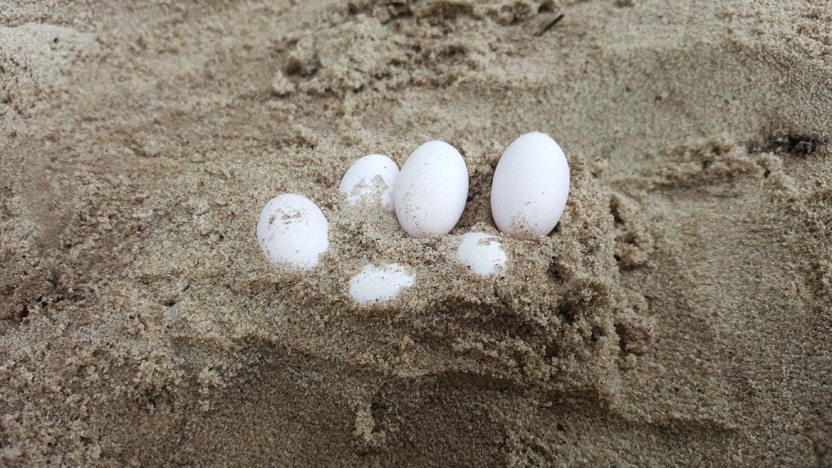 Snake eggs discovered: 43 brown snake eggs were removed by FAWNA from a Laurieton school sandpit. Photo: supplied by FAWNA.