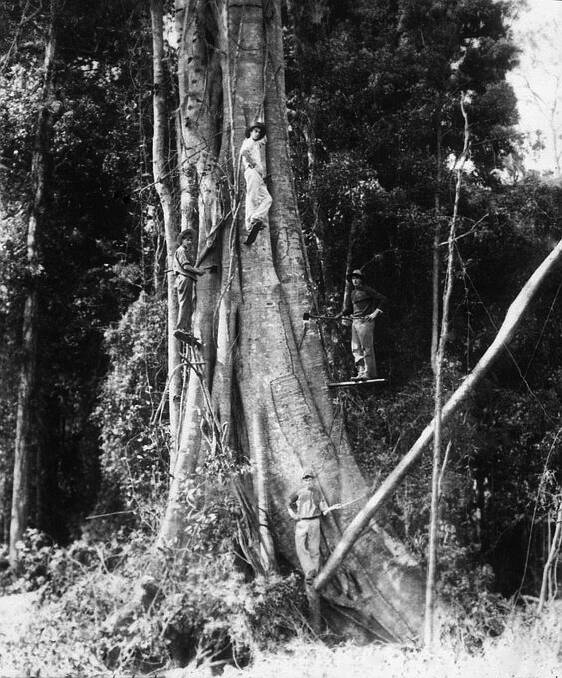 Timber felling at Fernmount in the 1890s.