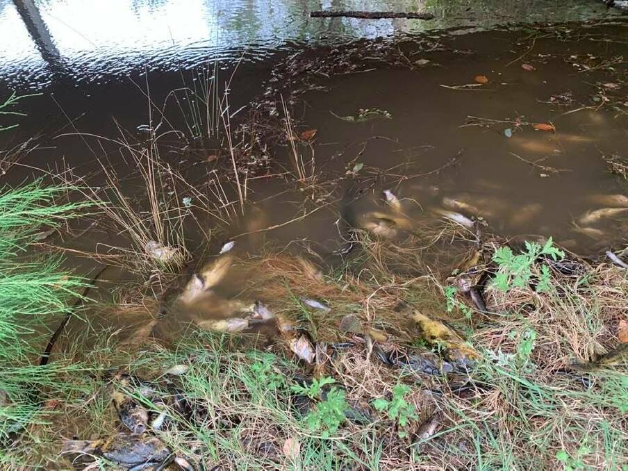 Hundreds of thousands of fish are expected to have died in the Macleay River. Photo: Arthur Bain