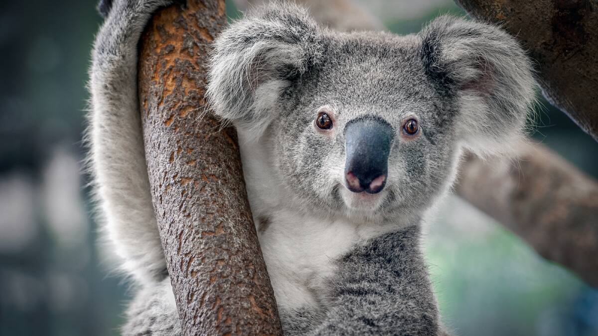 Koalas' sad song gets a hearing at inquiry